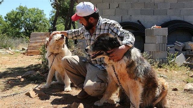 Proje sayesinde 2 bin köpek sahiplendirildi. 