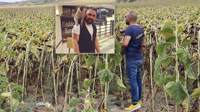 Adana'da kaybolan maymununu arayan adam şehrin dışındaki tarlaları bile kontrol ediyor.