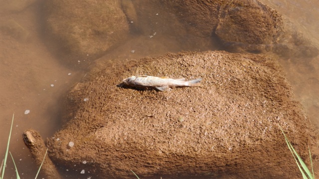 Fadlum Irmağı'nda balık ölümleri yaşandı.