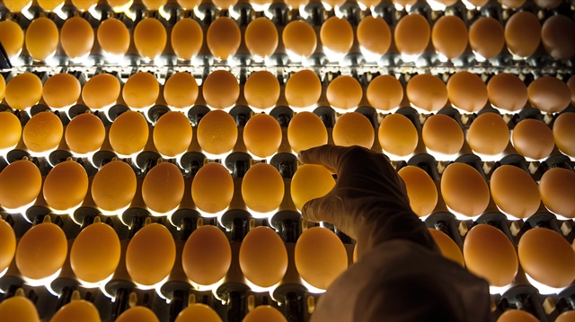 Lojistik firmaları yakıttan tasarruf için klimaları kapatınca yumurtalar bozuldu.