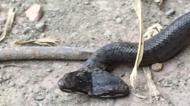 Samsun’da bulunan çift başlı yılan ilgi odağı oldu