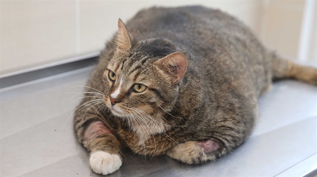İzmir'de 19 kilogram ağırlığındaki Taci isimli kedi, diyet tedavisine başladı.