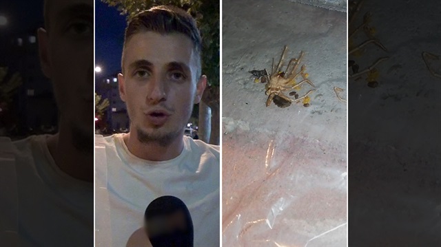 Konya'da 'et yiyen örümcek' olarak bilinen Sarıkız'ın görülmesi vatandaşları korkuttu.