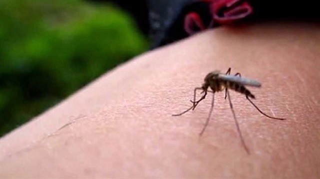 İllerde sivrisinek mücadelesi belediyeler tarafından yürütülüyor.