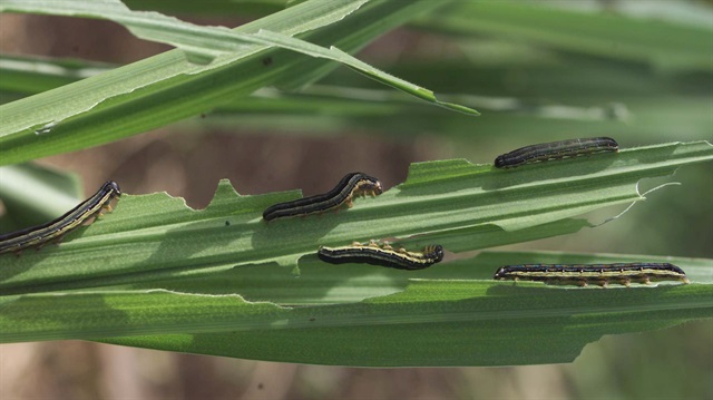 Armyworms eat maize leaves
