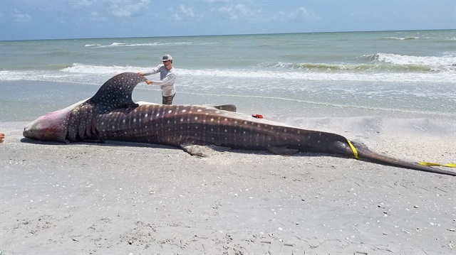 ABD'nin Florida eyaletinde, balıkların ölmesine, sahiller ve restoranların boşalmasına neden olan 'zehirli algler' eyaletin bazı bölgelerinde OHAL ilan edilmesine neden oldu