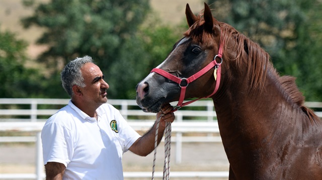 20 yıldır seyislik yapan Oktay Hasan, milyon liraları bulan safkan Arap atlarının bakımından sorumlu.