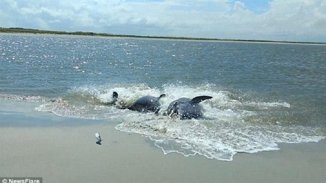 شاهد.. دلافين ذكية تطارد الأسماك على الشاطئ لالتهامها
