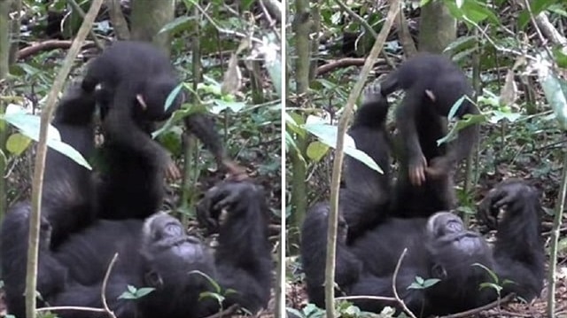 شاهد: شمبانزي يلاعب صغيره كالبشر تماما
