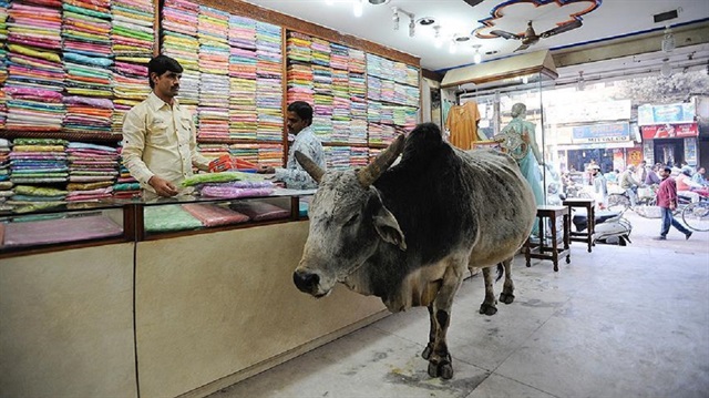 Indian Muslims fear cow vigilantism on Eid al-Adha