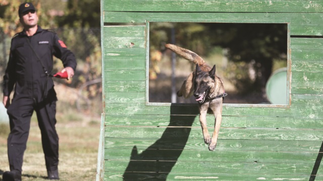 Dedektör köpekler şu anda Türkiye genelinde 286’sı hizmet veriyor. 
