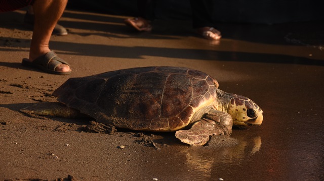 Yuvalardan yeni çıkan yavru kaplumbağalardan bazıları da bölgedeki tatilcilerin görmesi için denize bırakıldı.