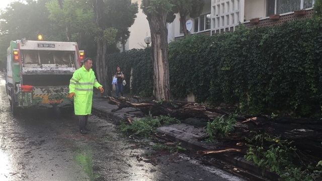 Eskişehir'deki şiddetli yağış sonucu bazı ağaçlar devrildi.