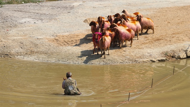 UNESCO'nun Somut Olmayan Kültürel Miras Listesi'nde yer alan Sudan Koyun Geçirme Yarışması, 8 asırdır sürdürülüyor.
