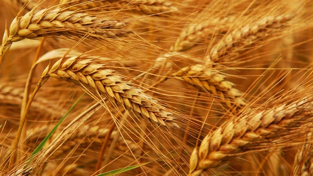 Dünyada 26 günlük buğday kaldı