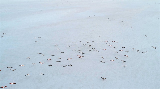 Göle flamingo fotoğrafı çekmek için gelen fotoğraf sanatçısı Emel Gülseren Sarıgül, bu duruma bir çözüm bulunması gerektiğini söyledi.