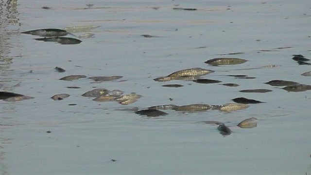 Uyuz Gölü'nde ölen binlerce balık kıyıya vurdu