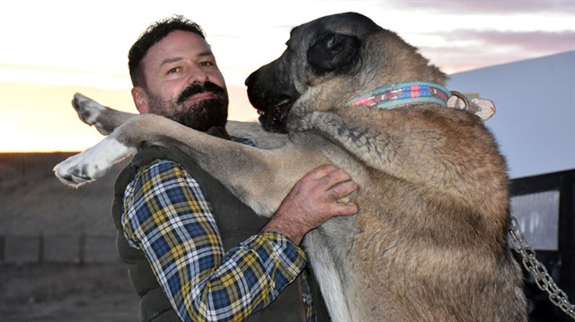 Kangal artık bir dünya markası