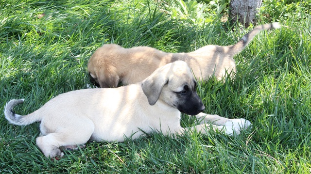 Konya'da vatandaş arka ayakları kesilmiş 2 yavru köpek buldu.