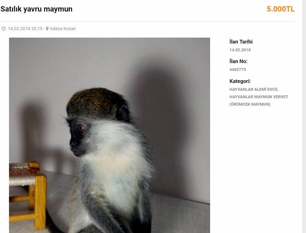 internette maymun pazarligi yeni safak