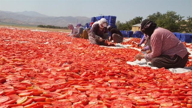 Tonlarca kurutulan domatesler dünyaya satılıyor