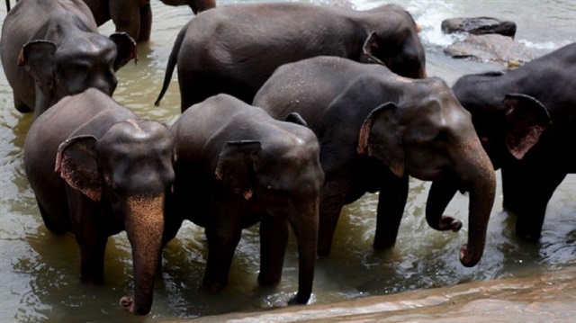 Fil yetimhanesinden isteyen turistler fil evlatlık edinebiliyorlar.