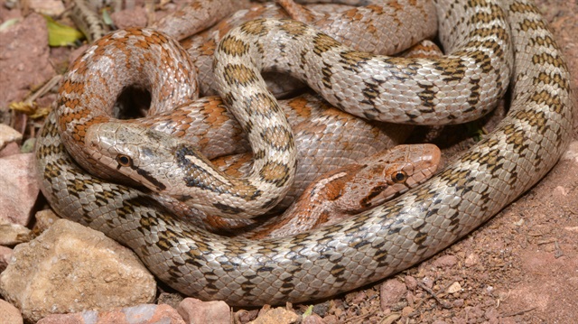 Kafkas yılanının yeni bir alt türü bulundu. 