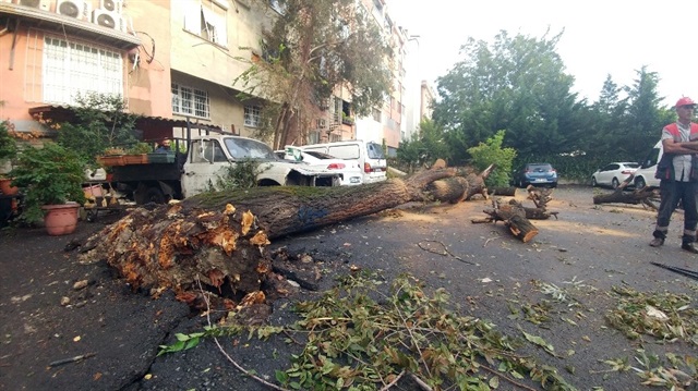 50 yıllık ağaç sokak ortasına devrildi, olay esnasında yoldan kimsenin geçmemesi felaketi önledi