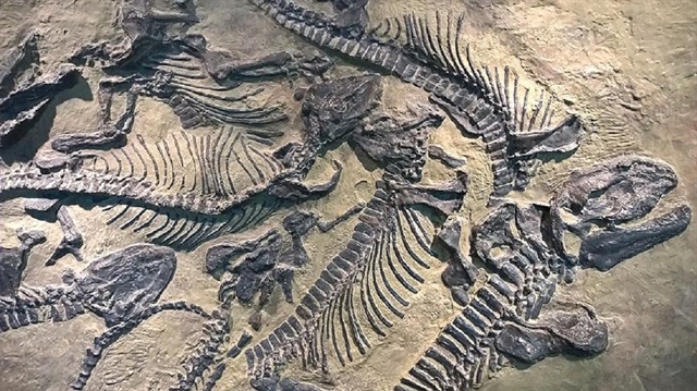 Kazıların 2 yıl süreceği tahmin ediliyor. Fıngning Man’da 2014 yılında da dinozor fosilleri bulunmuştu.