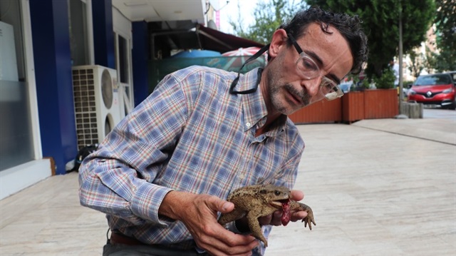 İnsanlık dersi: Yaralı kurbağayı tedavi ettirmek için 27 kilometre yol katetti