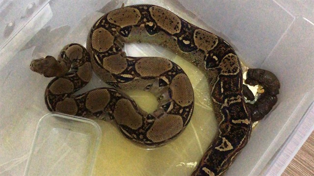 1,5 metre ve 2 metre uzunluğunda olan iki adet boa yılanı, koruma altına alındı