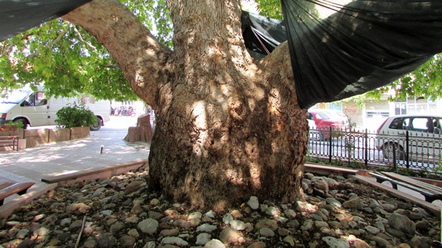 Kızılören'deki çınar ağacı, ihtişamıyla dikkati çekiyor. 