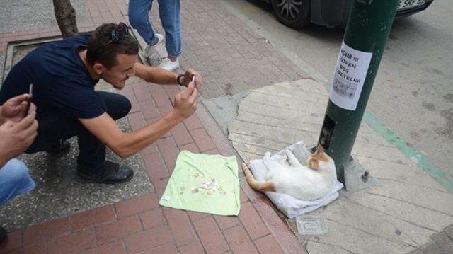 Yapılan sosyal deneyde toplanan paralarla kedilerin mama ve veteriner ücretleri karşılandı. 
