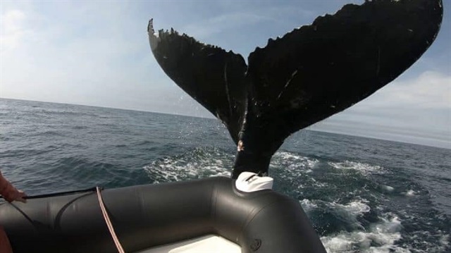 شاهد: لقطات صادمة لحوت أحدب يشن هجوما بذيله على قارب
