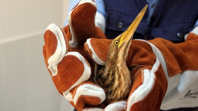 Nesli tükenmekte olan Hint balıkçıl kuşu, Başakşehir’de bir eve girdi.