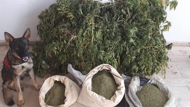 Over 158 kilograms (348 pounds) of marijuana and 130 cannabis root plants were seized in Bingol's Genc district