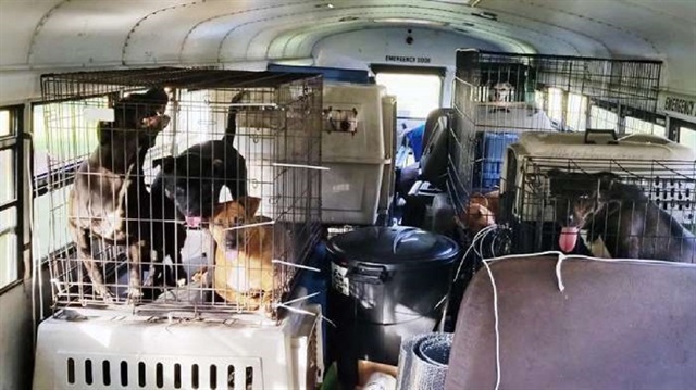 Kamyon şoförü Tony Aslup, ABD’nin Kuzey ve Güney Carolina eyaletlerini vuran Florence fırtınasından etkilenen 64 kedi ve köpeği kurtararak okul otobüsüyle Alabama’ya götürdü.

