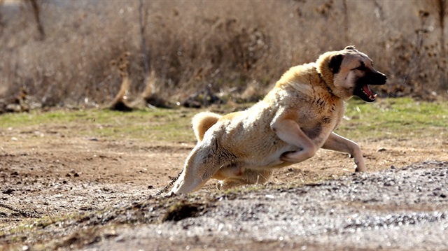 İtalya'da Sivas Kangal cinsi köpeklerin kullanılması çağrısı
