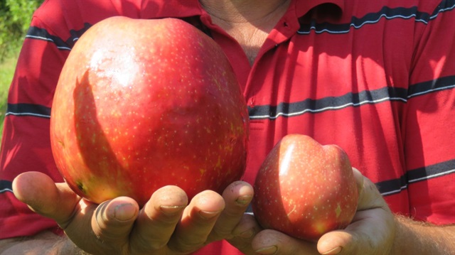 Bayramiç'te yetişen bu elma tam 1 kilo 105 gram.