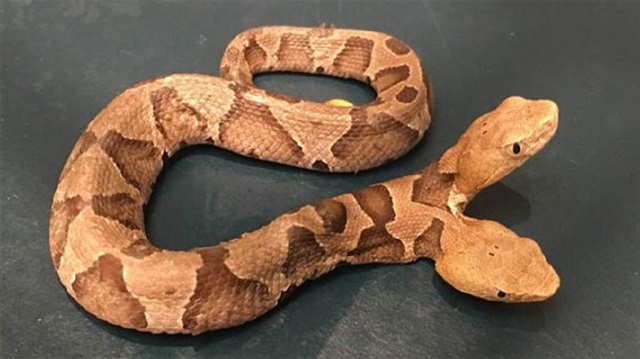 ABD'de bulunan çift başlı yılan koruma altına alındı.