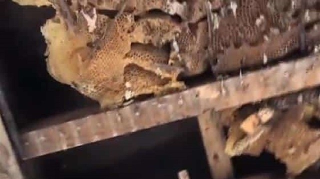 فيديو.. سقف مستشفى يتحول لمنحلة عسل
