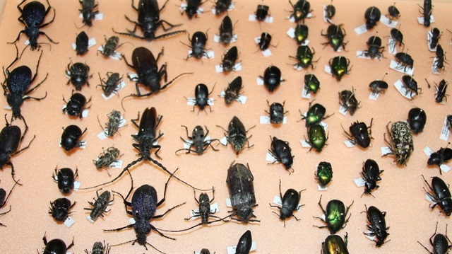 Sürekli yeni tür böceklerin eklendiği Böcek Müzesinin daha da geliştirilerek halkın ziyaretine açılması planlanıyor.