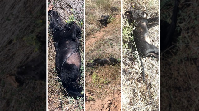 Kablolarla ağaca asılan köpekler tüfekle burularak öldürülmüş halde bulundu.