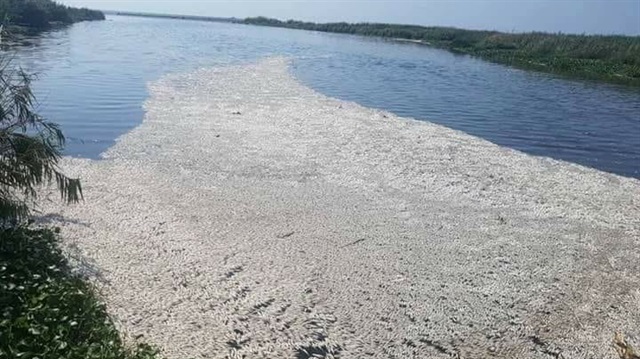 Asi Nehri'nde on binlerce balık telef olmuştu. 