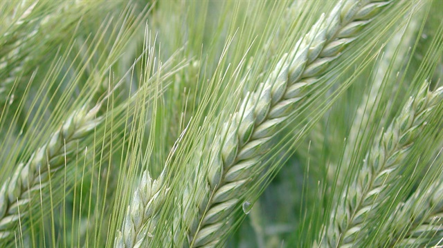 Sivas Ulaş Tarım İşletmesi'nde bu yıl 5 bin 400 ton ürün hasat edildi. 