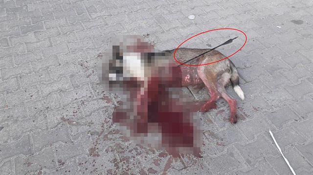 Sokak ortasında okla vurularak ölen köpek görenlerin kanını dondurdu.