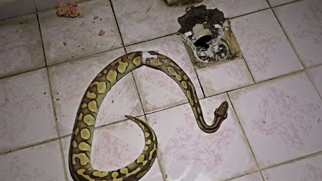 Balkondaki su giderinden çıkan piton cinsi yılanın Aref'e ait olduğu iddia edildi.