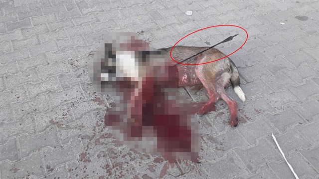 Kırklareli'de okla vurularak vahşice katledilen köpeği öldürenler aranmaya devam ediyor. 