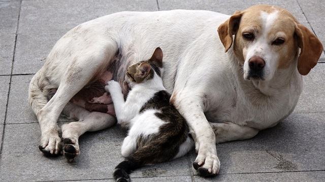 Sokak köpeği, annesiz kalan bir kedi yavrusuna sahip çıktı.