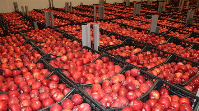 Kurulan tesiste 10 bin ton ürün depolanıyor ve işlenen elmaların yüzde 80'ihraç ediliyor.